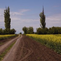 Новая жизнь :: Яна Горбунова