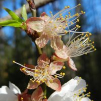 *** :: Лера *** :: Лера