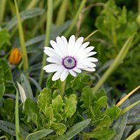 Остеоспермум :: Oleg4618 Шутченко