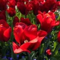 Красные тюльпаны - шёлковые чаши, По весне лазурной нет нежней и краше;... :: Галина 