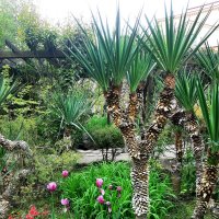 юкка :: Tata Wolf