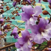 Павло́вния или Ада́мово де́рево :: Tata Wolf