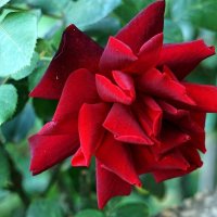 Чёрная роза – эмблема печали, красная роза – эмблема любви… :: Александр Корчемный