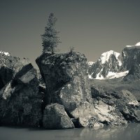 Одинокая сосна :: Вениамин Скородумов