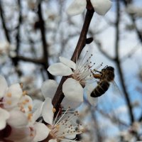 Пчела :: Марина