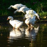 Гуси на пруду :: Надежда Гуси на пруду :: Надежда