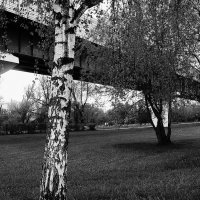 Белые вертикали. :: Василий Палий Белые вертикали. :: Василий Палий