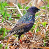 Шагая по траве :: Андрей Снегерёв