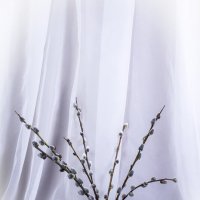 Верба весной :: Людмила Павловна Крышковец