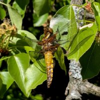 Стрекозы, снятые сегодня 2 :: Александр Прокудин