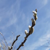 Про апрель :: Наталья Герасимова