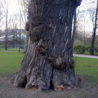 в Александровском парке :: zavitok *