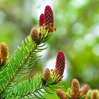 Молодые шишки на ели. :: Милешкин Владимир Алексеевич Молодые шишки на ели. :: Милешкин Владимир Алексеевич