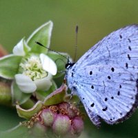 Бабочка Голубянка. :: Восковых Анна Васильевна Бабочка Голубянка. :: Восковых Анна Васильевна