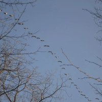 "Летят перелётные птицы". :: Надежда 