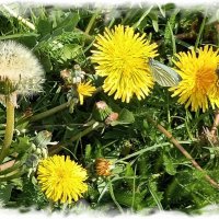 Одуванчики, один уже поседел ) :: Veera V