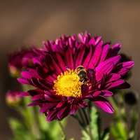 Астра :: Игорь Сикорский Астра :: Игорь Сикорский