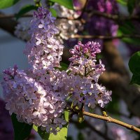 Сирень :: Игорь Сикорский