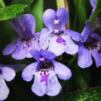 Нежность :: Людмила Смородинская