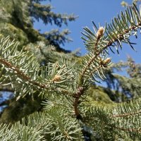Еловая веточка :: Андрей Хлопонин