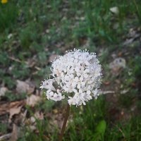 апрельский цветочек :: Елена Шаламова апрельский цветочек :: Елена Шаламова