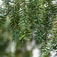 *** :: Дмитрий Лупандин