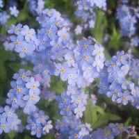 Весенний :: Елена Семигина