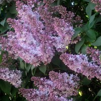 сС 1 МАЕМ.С ПРАЗДНИКОМ ВЕСНЫ! СЧАСТЬЯ,МИРА,ДОБРА! :: Елена Семигина сС 1 МАЕМ.С ПРАЗДНИКОМ ВЕСНЫ! СЧАСТЬЯ,МИРА,ДОБРА! :: Елена Семигина