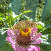 Ястребиный мотылёк на цветке :: Валентин Семчишин