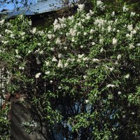 Первомайский цвет! :: Юрий Гайворонскiий