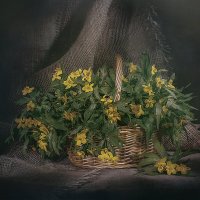 Эрантис :: Svetlana Galvez