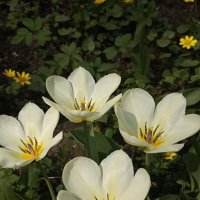 Время тюльпанов :: Pippa 