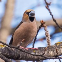 Дубонос :: Владимир Безбородов Дубонос :: Владимир Безбородов