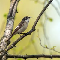 Мухоловка-пеструшка :: Владимир Безбородов