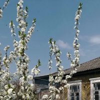 *** :: Валентина Береснева