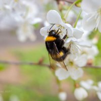 Шмель на ветке вишни :: Александр Синдерёв