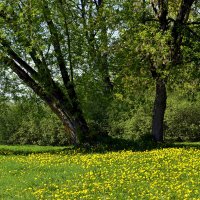 Время одуванчиков.... :: Aleksandr Gal Время одуванчиков.... :: Aleksandr Gal