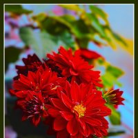 Цветение :: Владимир Кроливец Цветение :: Владимир Кроливец