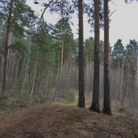 Равнение на строевой. Смирно! :: Михаил Полыгалов