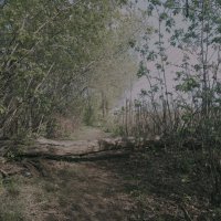Природный шлагбаум :: Игорь Солдаткин