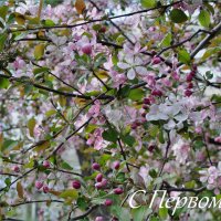 С праздником Мира, Весны и Труда! :: Татьяна Машошина