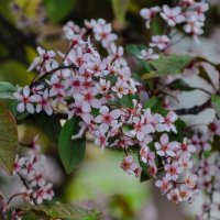 Розовая черёмуха Колората :: Татьяна Машошина