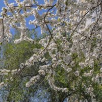 Цветущий апрель :: Татьяна Машошина