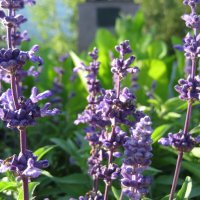 Сальвия/шалфей :: Anna Ivanova Сальвия/шалфей :: Anna Ivanova