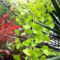 ГИНГО :: Tata Wolf