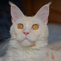 Эльза. :: Борис Калитенко