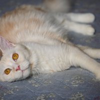 Эльза. :: Борис Калитенко