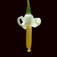 Alangium chinense :: Civetta ***