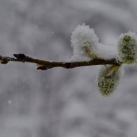 Верба :: Роман Пацкевич