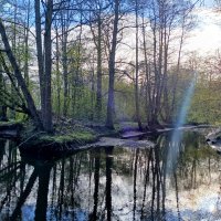 Луч солнца золотого.... :: Лия ☼
